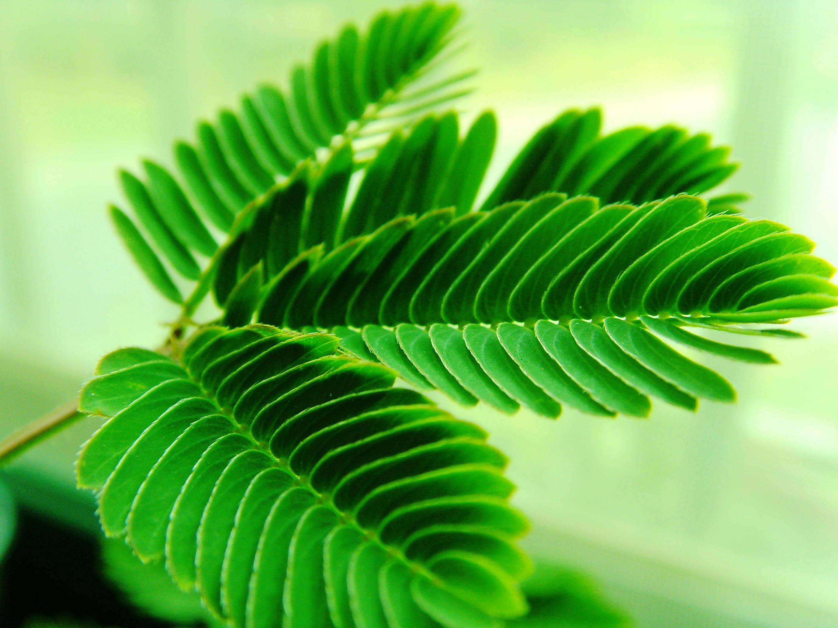 含羞草的资料(含羞草的资料介绍100字)