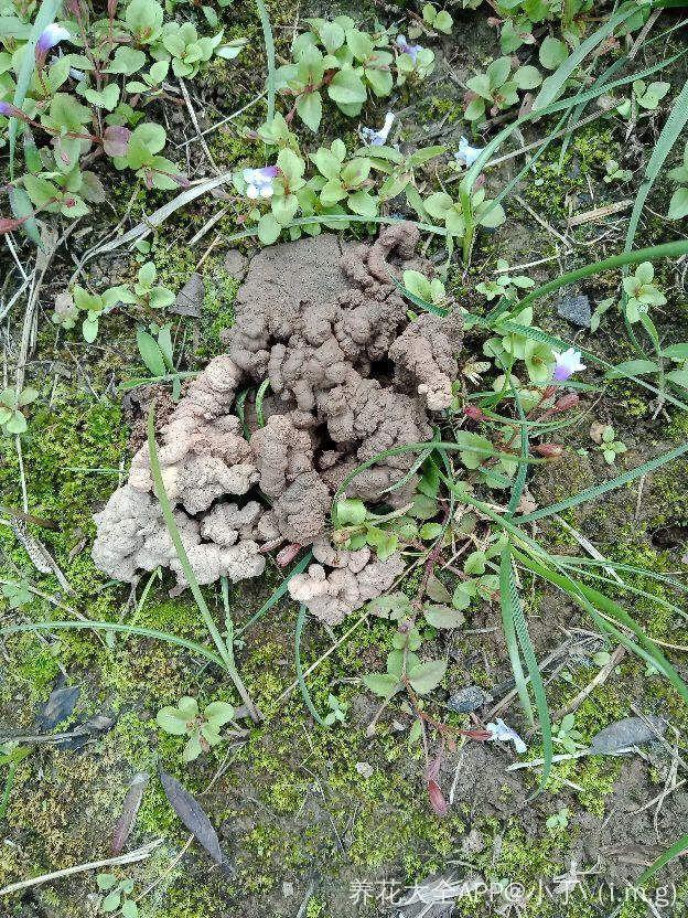 "蚯蚓粪"养花也不赖,增粉还透气,啥花都能养好!