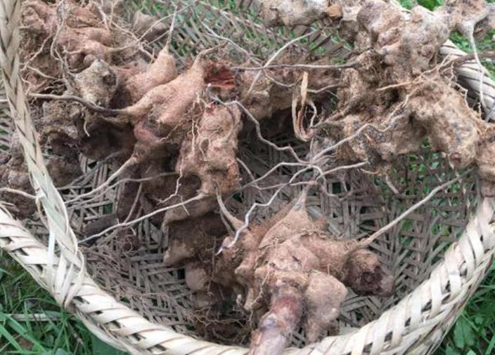 所以说金刚藤全身都是宝.但是采摘时一定要小心它的刺儿.