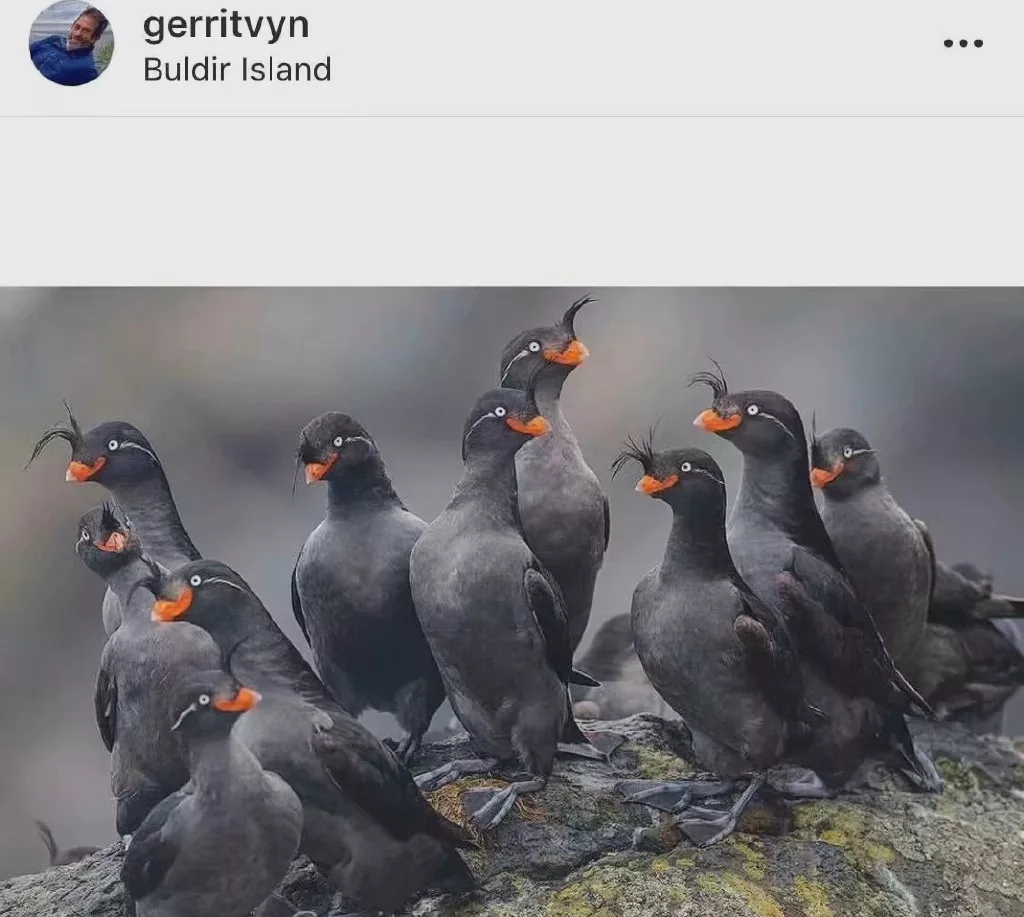 这是什么鸟,看起来这么沙雕