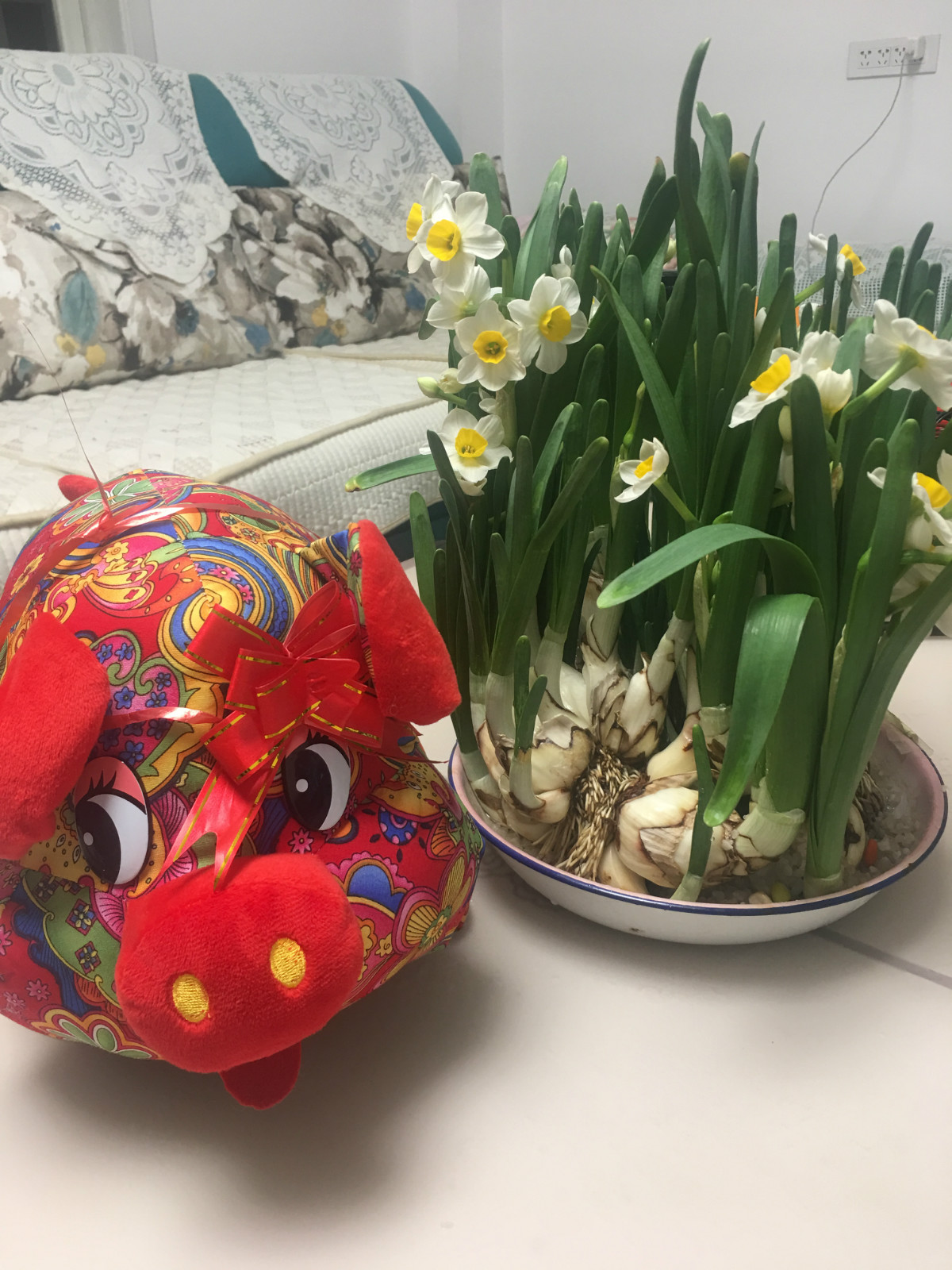 春晚的水仙花开了,你们家的水仙花开了吗?
