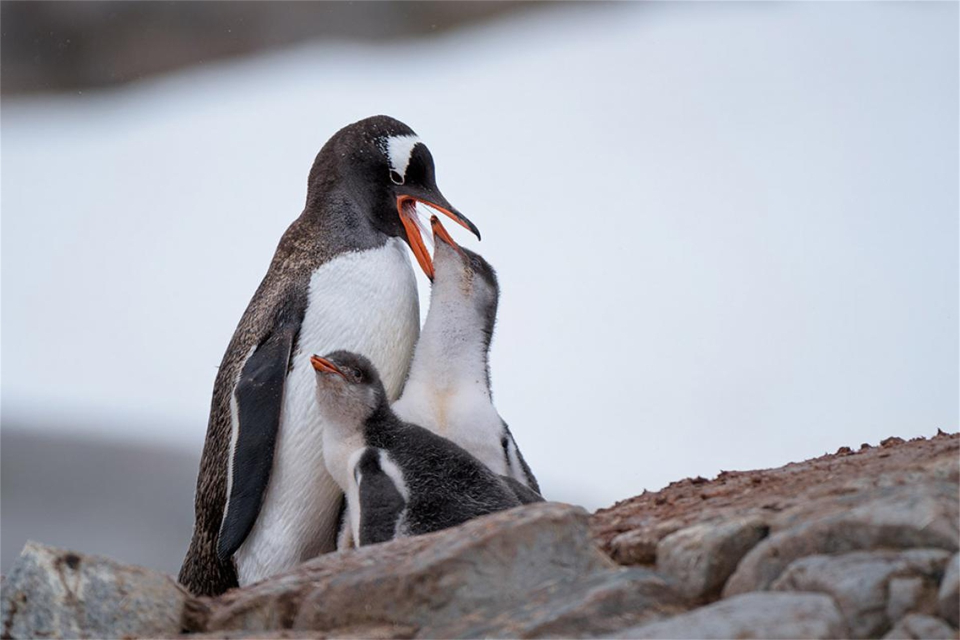 生存了1400万年的巴布亚企鹅,一夫一妻制,有些甚至是