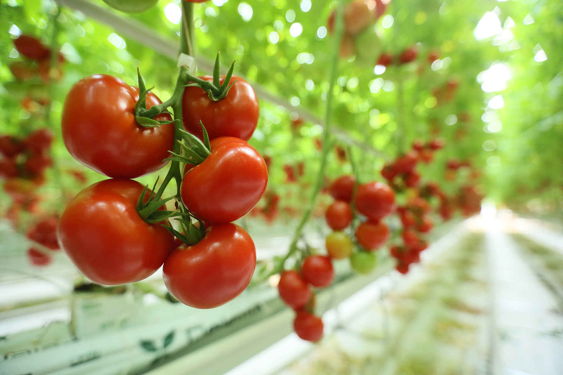 促进通风透光:摘掉多余的叶片可以增强植株的通风和