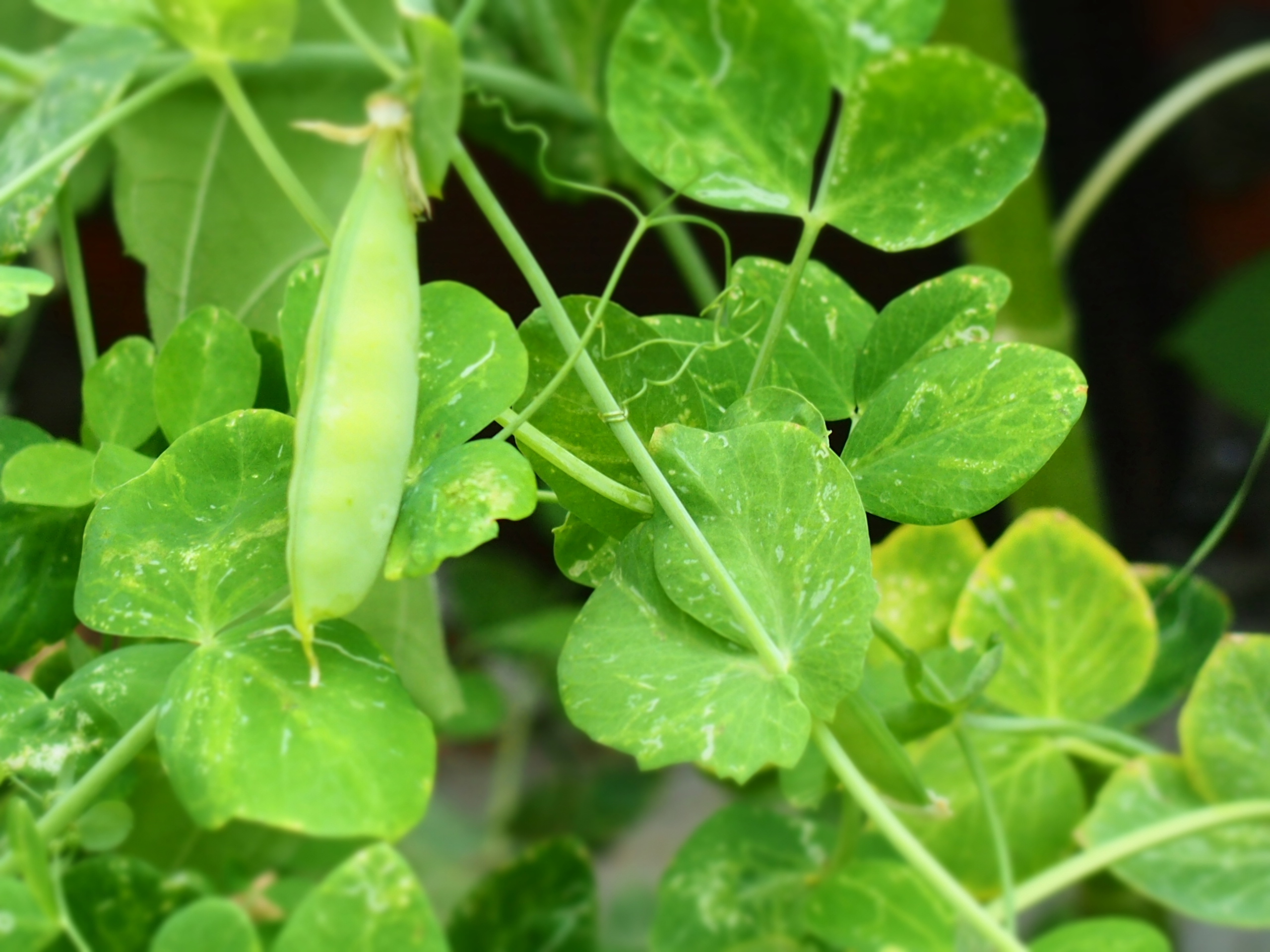 花园里的豌豆结出果实了4 转载自百家号作者:小黄熊爱看电视