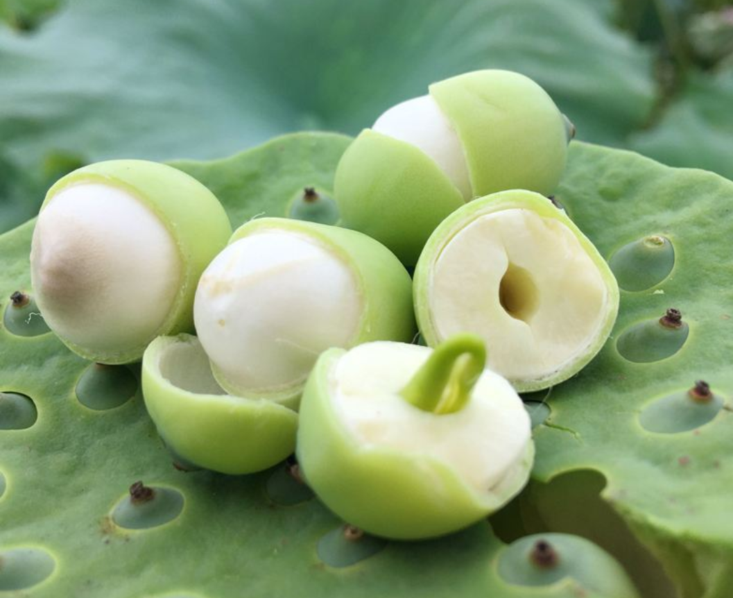 新鲜莲子怎么吃?新鲜莲子的食用方法,新鲜莲子怎么吃比较好呢?