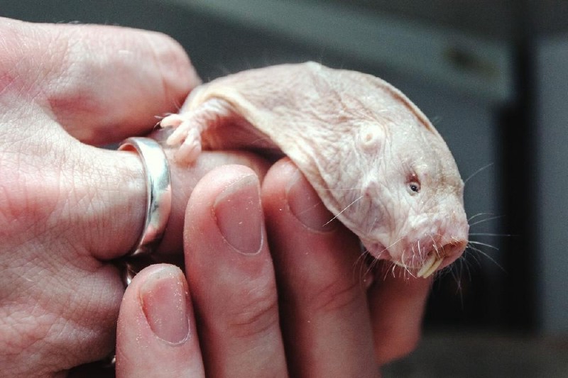 这样一只奇丑无比的小老鼠,可以让人类延长寿命到200岁!