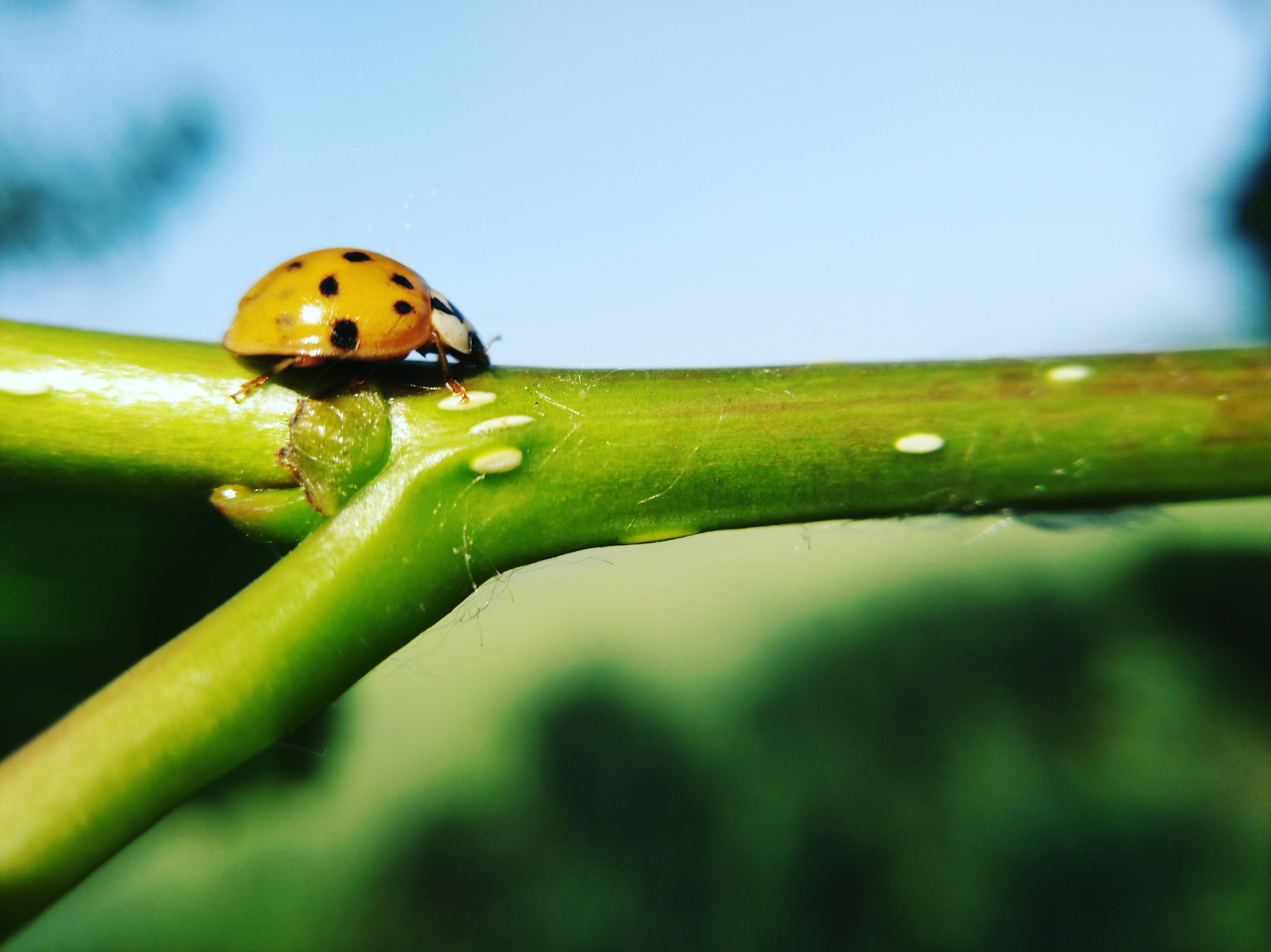 手机微距摄影作品《七星瓢虫》图集展览