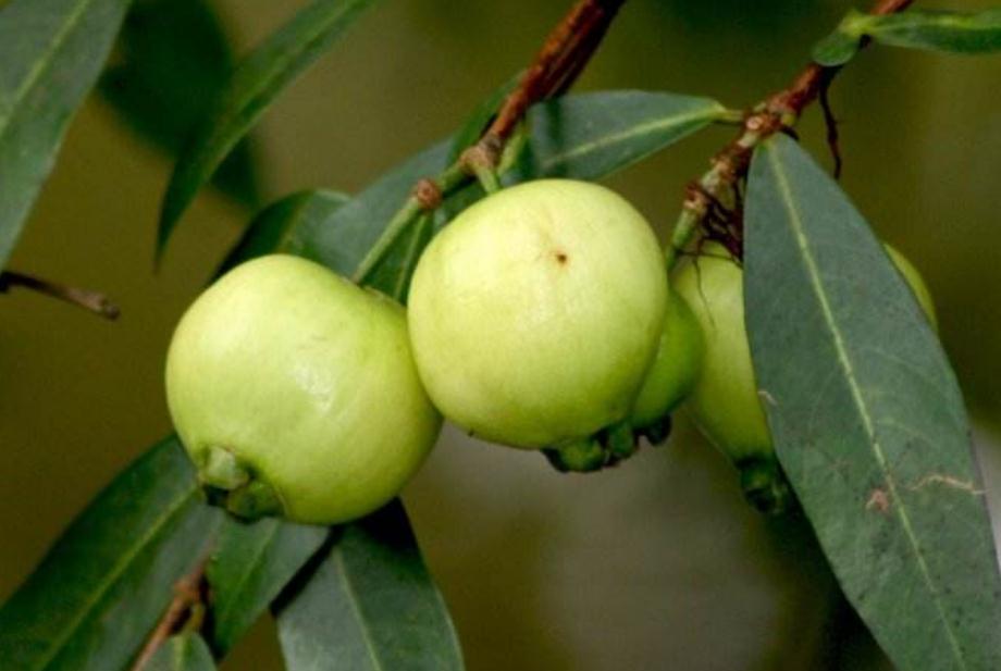 南方的两种果子,价值很高,一个是要干果一个是补药