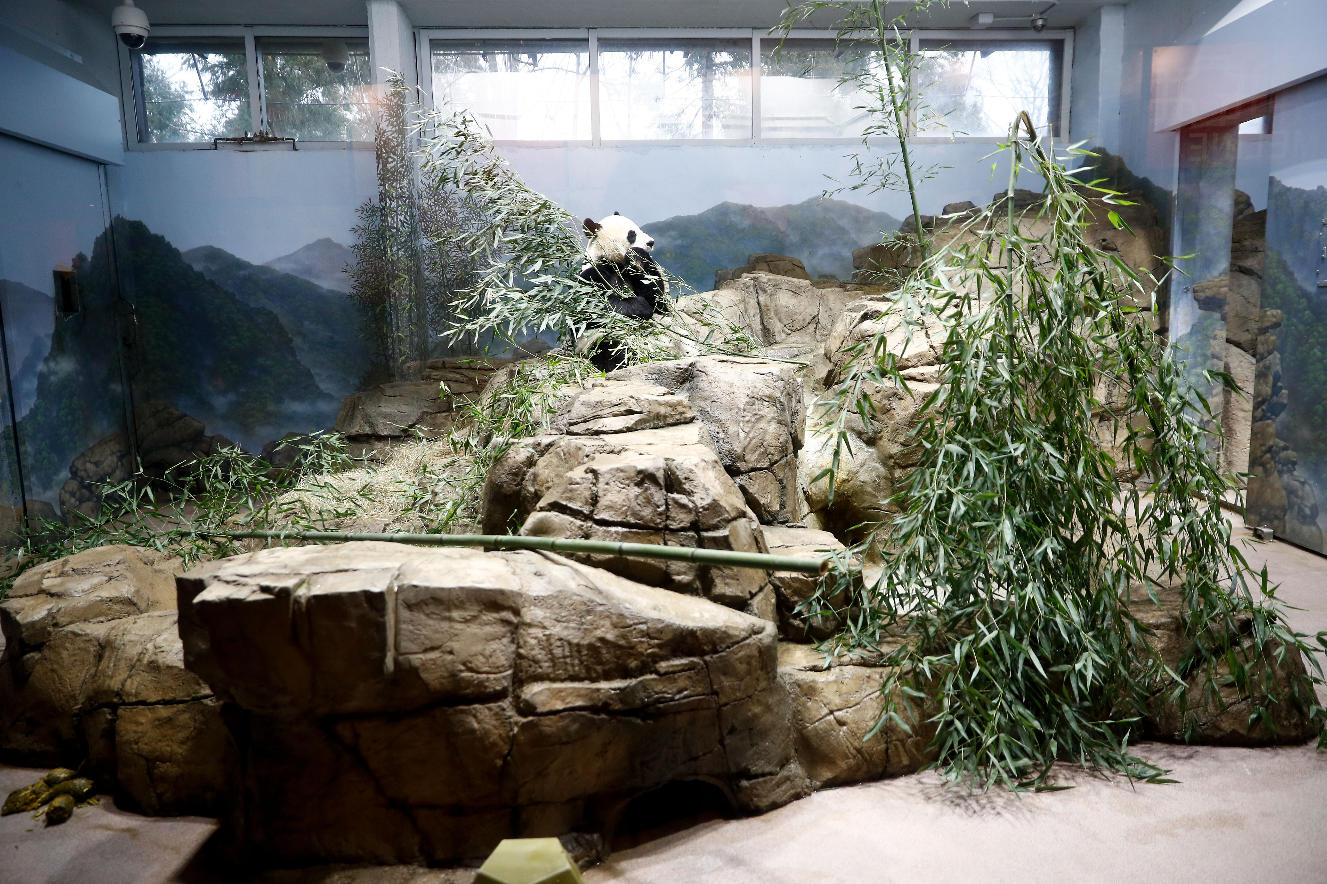 美国国家动物园大熊猫馆里的派对(1)