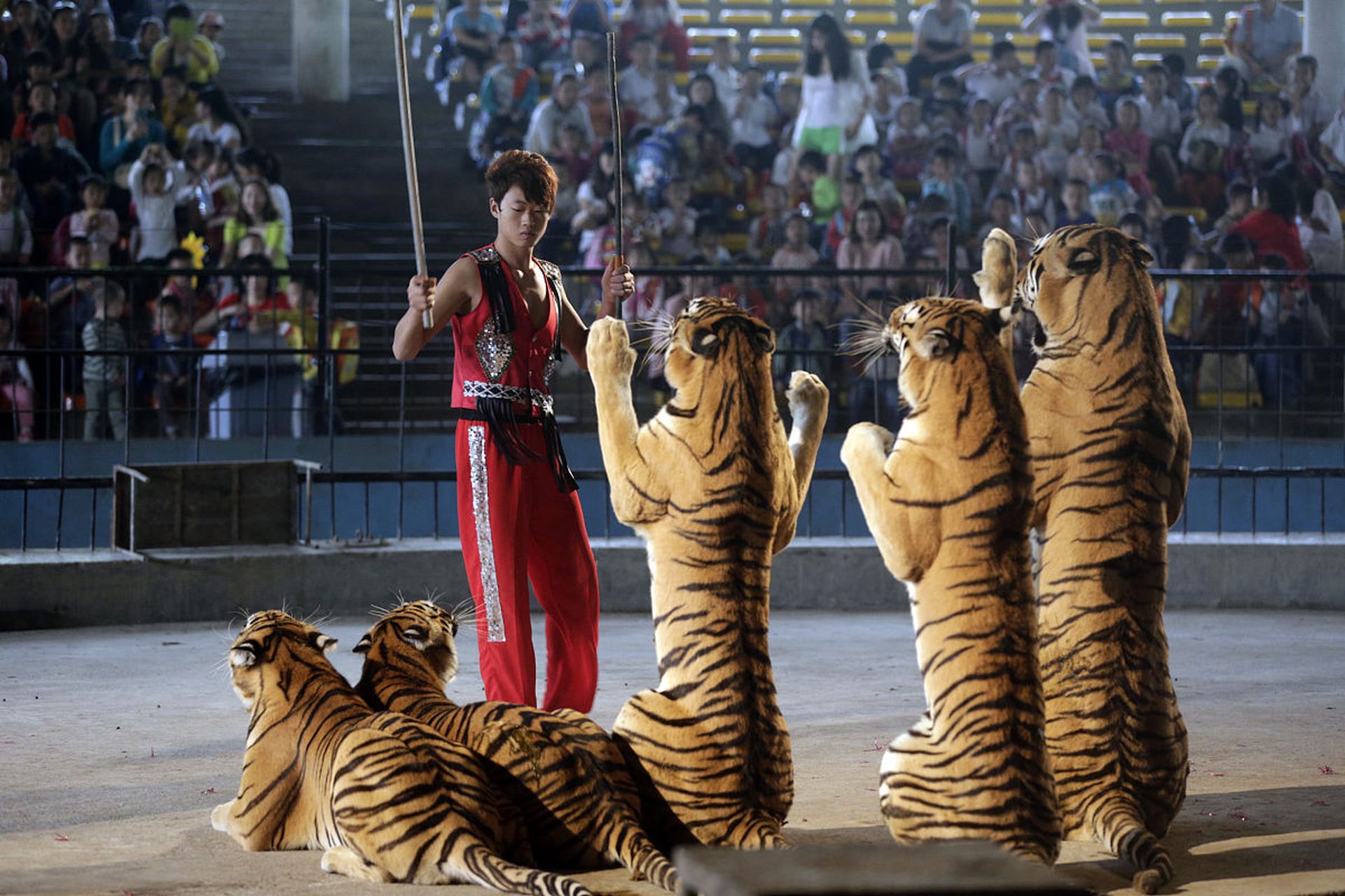 4月15日,河南洛阳一剧院马戏团表演时,2狮子逃出笼子冲向观众席,引发