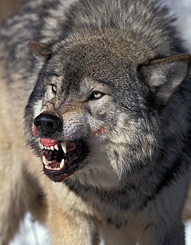 浅谈犬科食物链顶端的七种狼,最凶猛非北美灰狼莫属