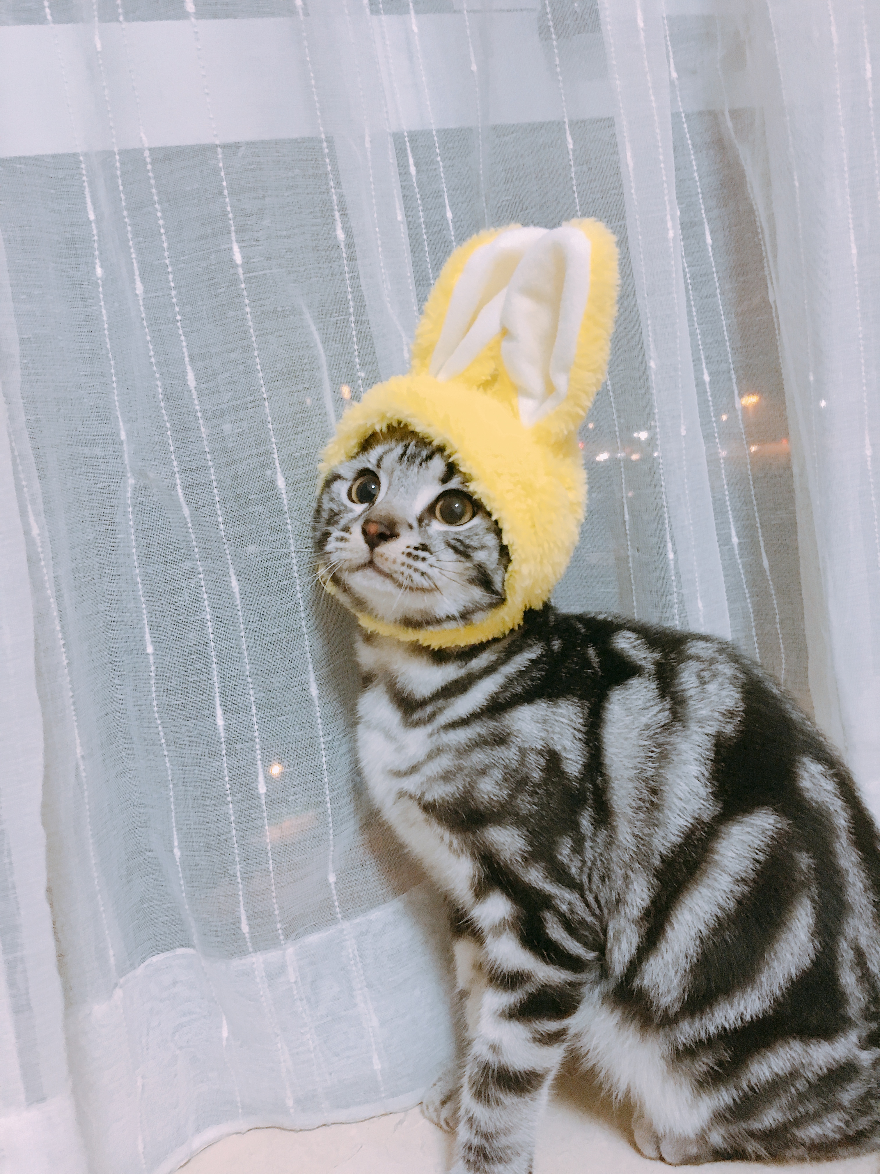 萌化你的心!快来pick一下小可爱芝麻糊