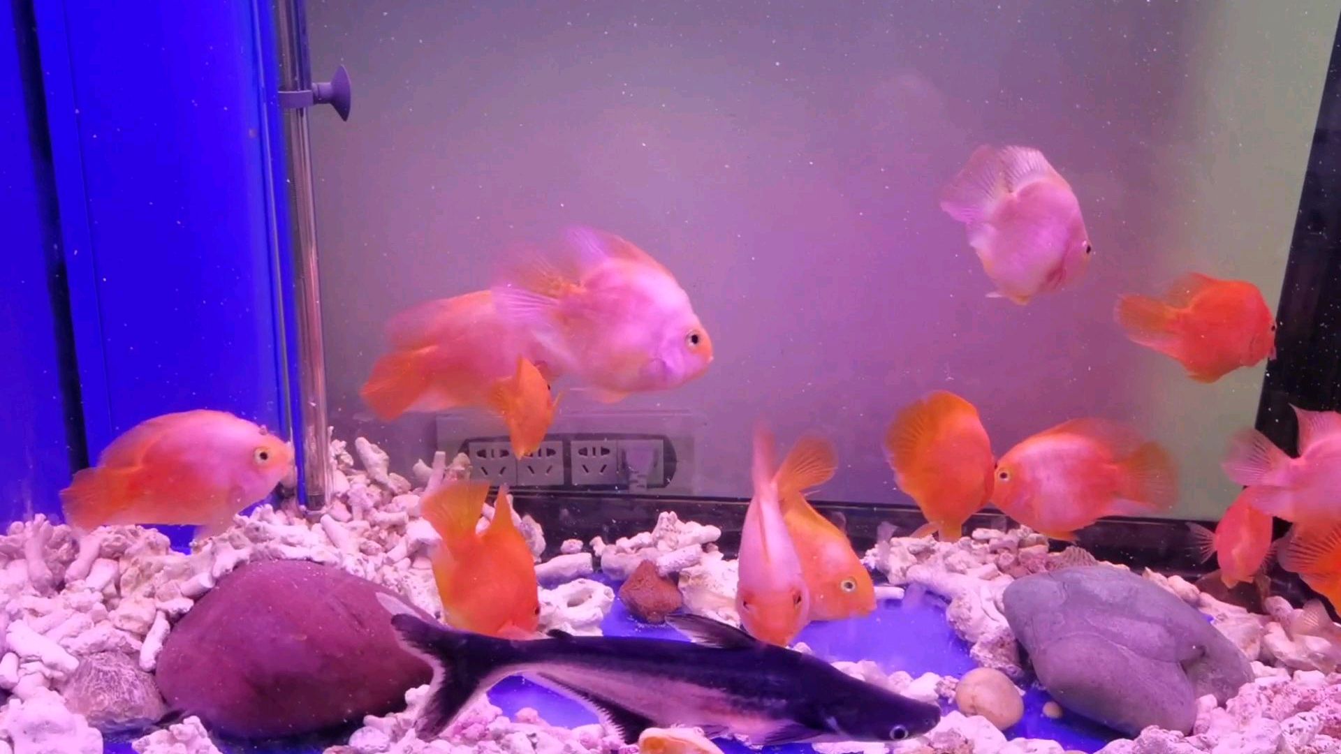 蓝鲨和鹦鹉鱼混养吗?投放的饲料都被血鹦鹉鱼抢食完