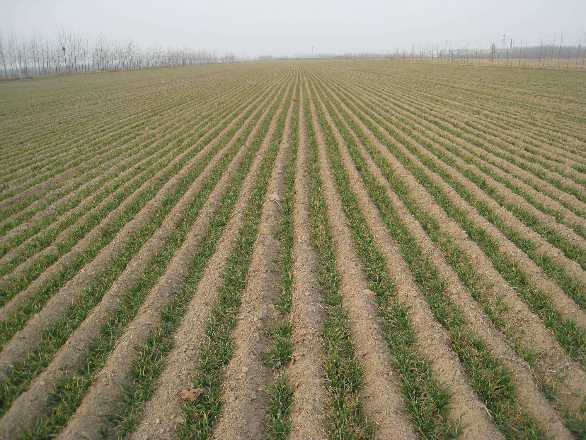 冬小麦播种期,如何防治病虫草害?