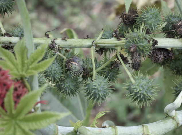蓖麻的根部可以祛风活血,止痛镇静.