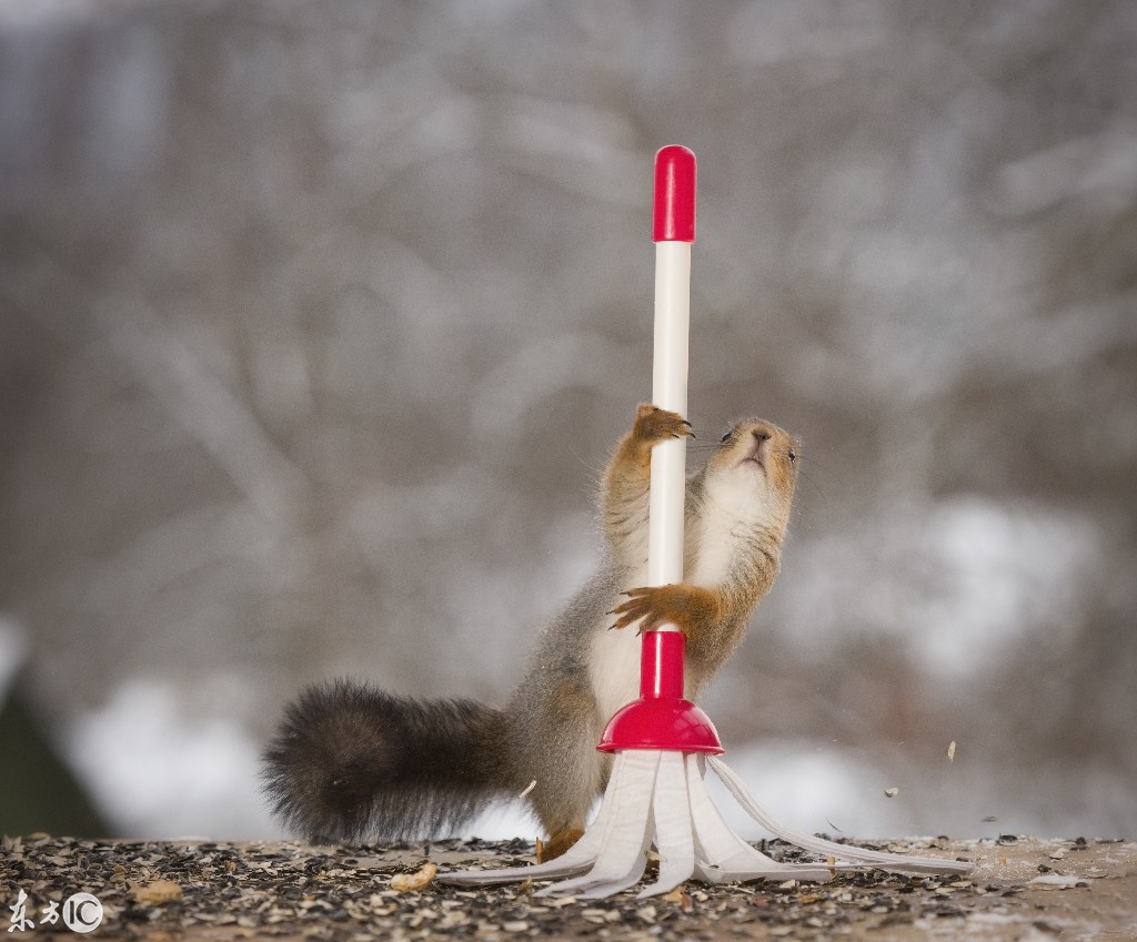 打扫卫生的小松鼠,有模有样的画面太精彩了,不看不行!