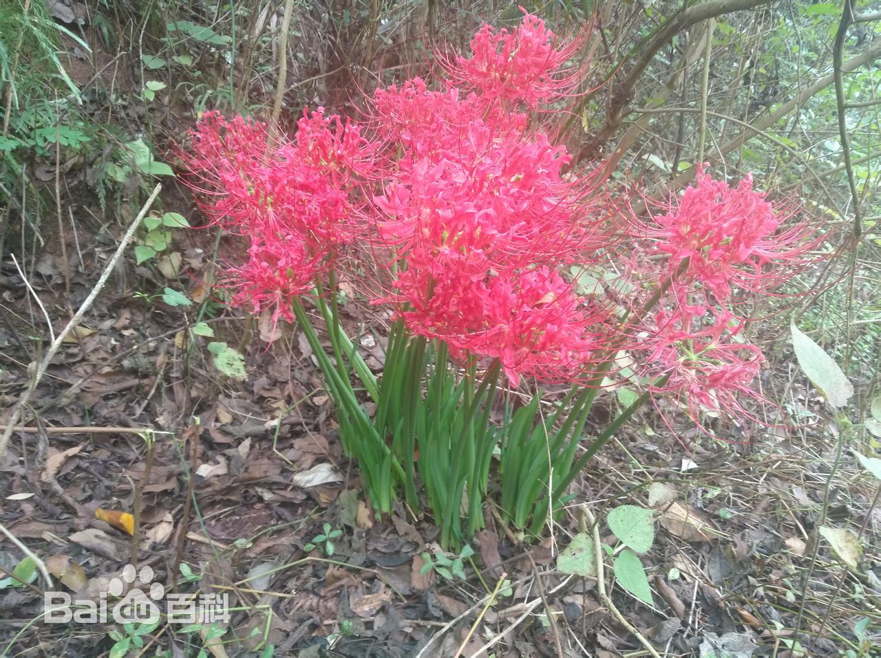 优质回答 彼岸花生活习性 彼岸花的野生品种生长于阴森