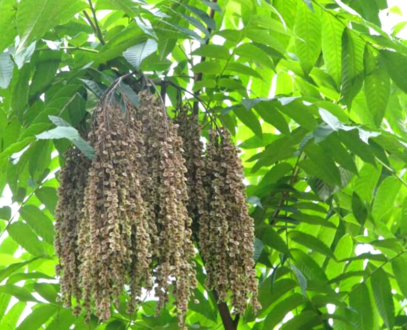 农村这种植物,人称"马尾树",价值还挺大,见到要珍惜