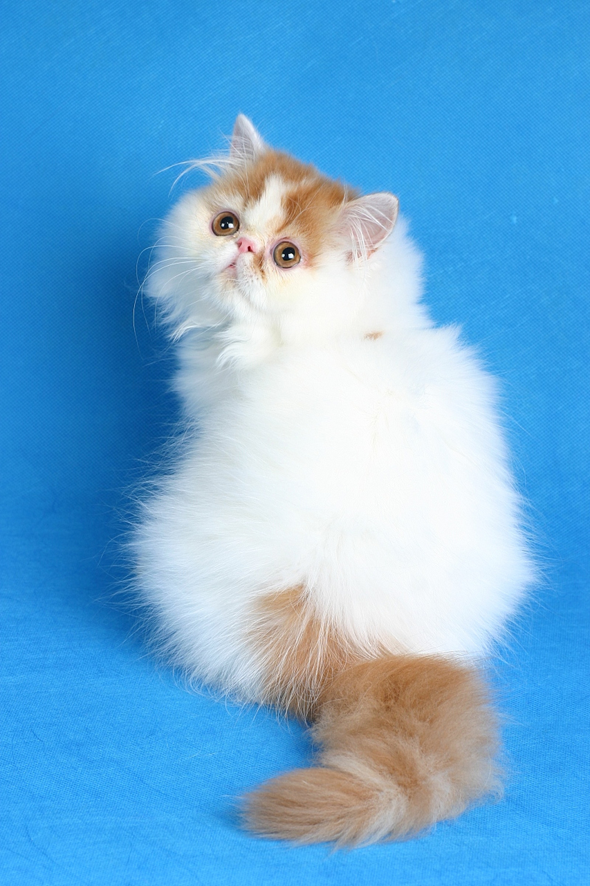 白色长毛,蓝色眼睛和狮子般的外观让它在国内外享有盛誉.