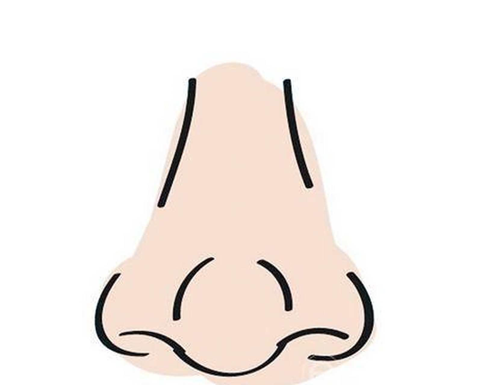 悬胆鼻,也是人们口中的富贵鼻,特点是鼻头丰隆圆大,山根窄,像悬挂着的