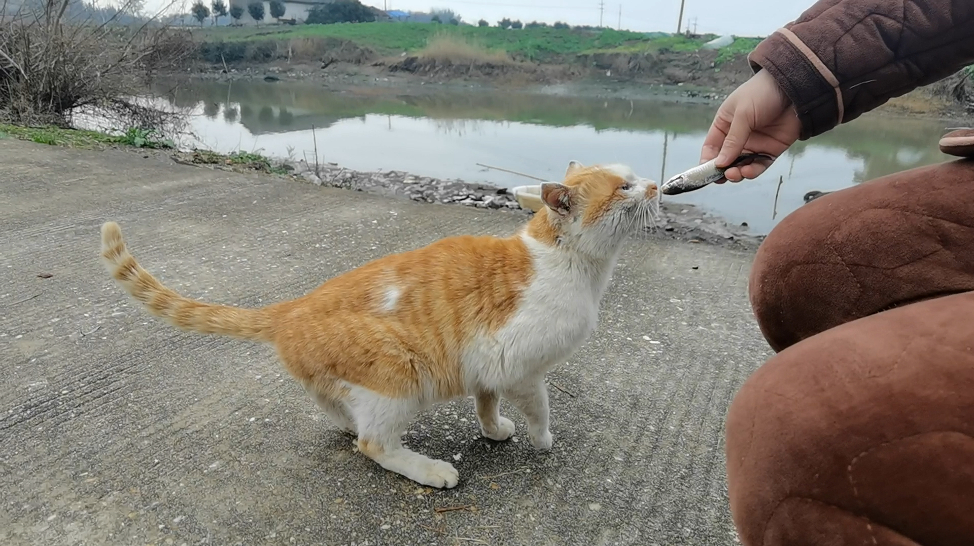可爱的猫咪亲亲小鱼仔
