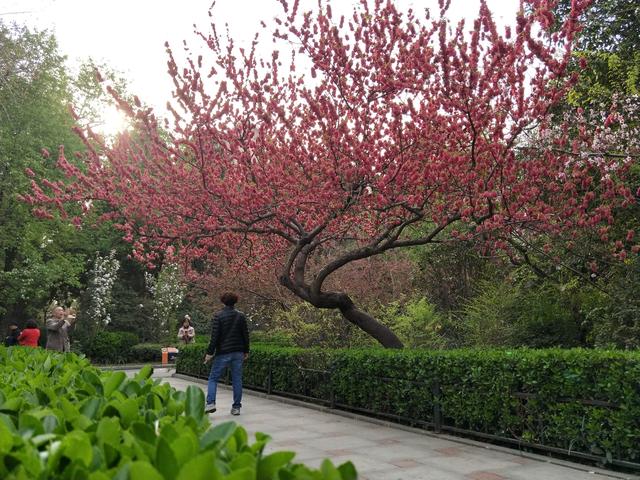 而这棵海棠树颇有迎客松的味道,造型很是独特,相信在它的成长过程中