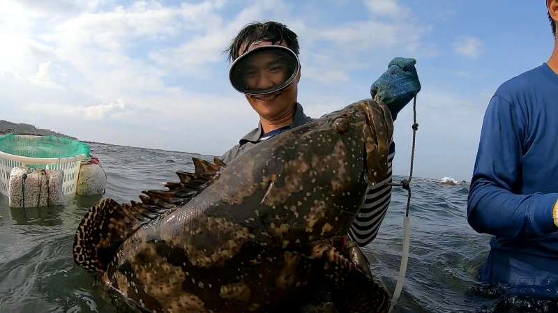 探海渔人阿锋跟兄弟潜水赶海 三人合力捕获超级巨石斑 人品大爆发