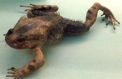 壮发蛙,这种青蛙如今分布在中非地区,有着科幻电影《金刚狼》中主角的
