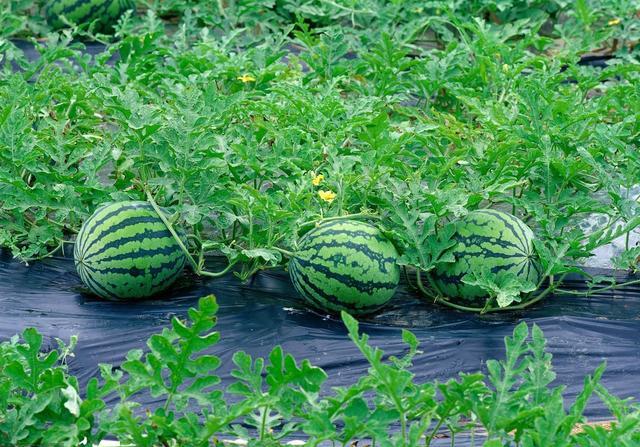 减少营养消耗,避免因"疯秧"而导致落花,落蕾,提高西瓜的坐果率
