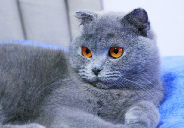 蓝色的猫咪是什么品种图片