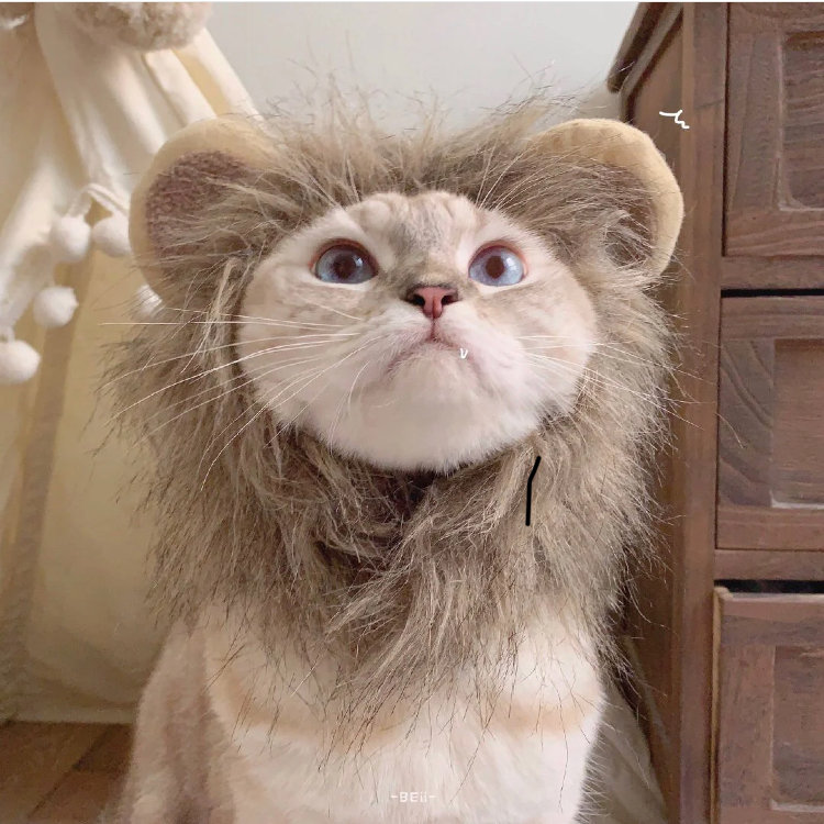 猫咪头像