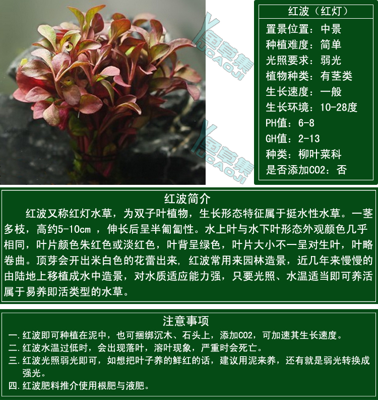 红波水草开花图片