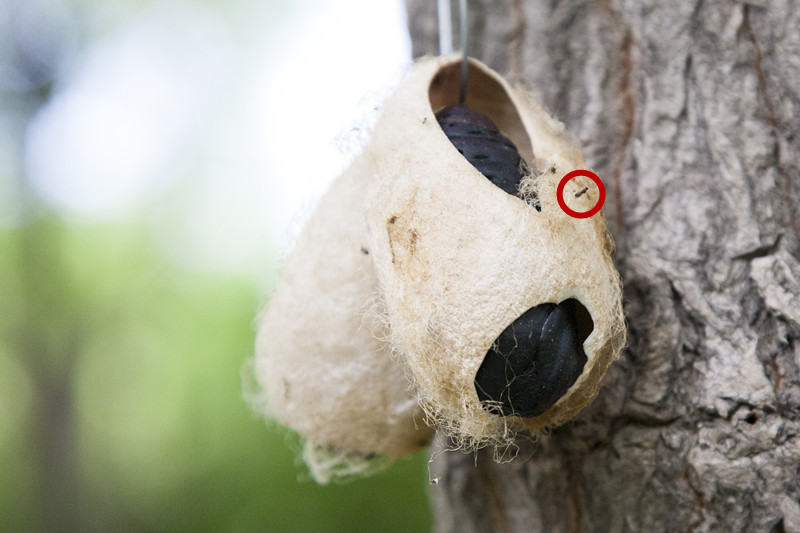 树林里出现不明大虫茧,这些茧是谁挂在树杆上的?