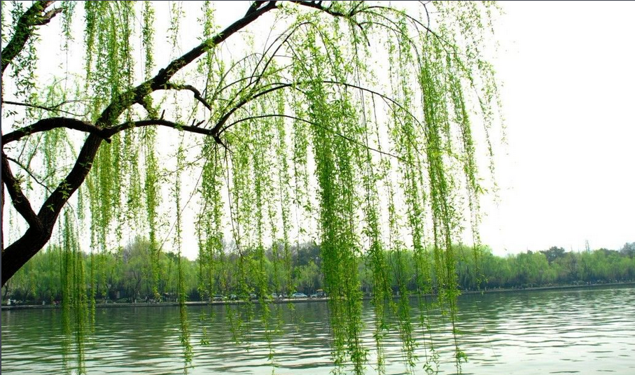 一位宋代僧人写下一首诗,诗中有杏花雨和杨柳风,这首诗妙在哪里