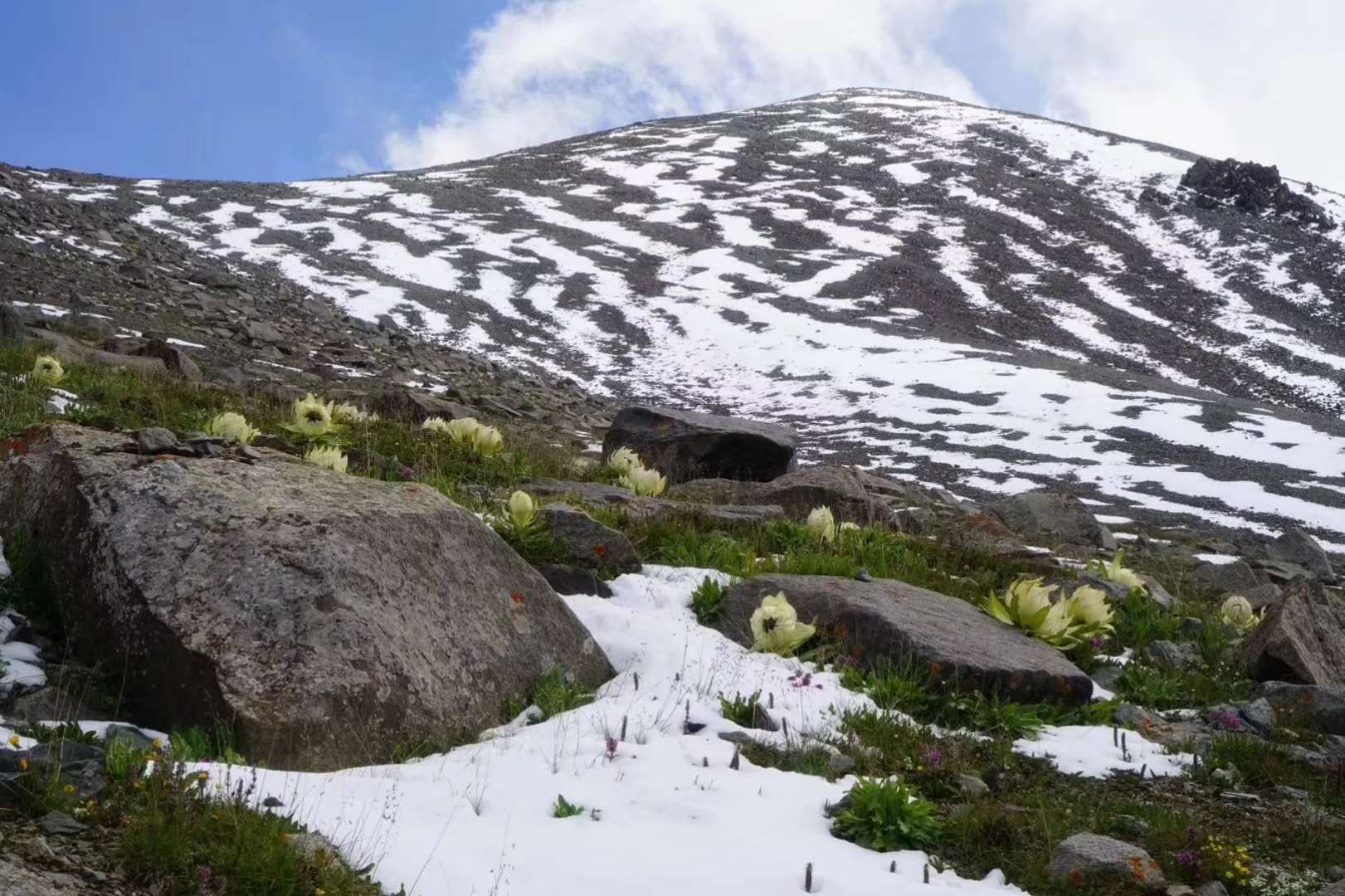 喀尔里克冰川绽放的天山雪莲,惊艳了这个盛夏!