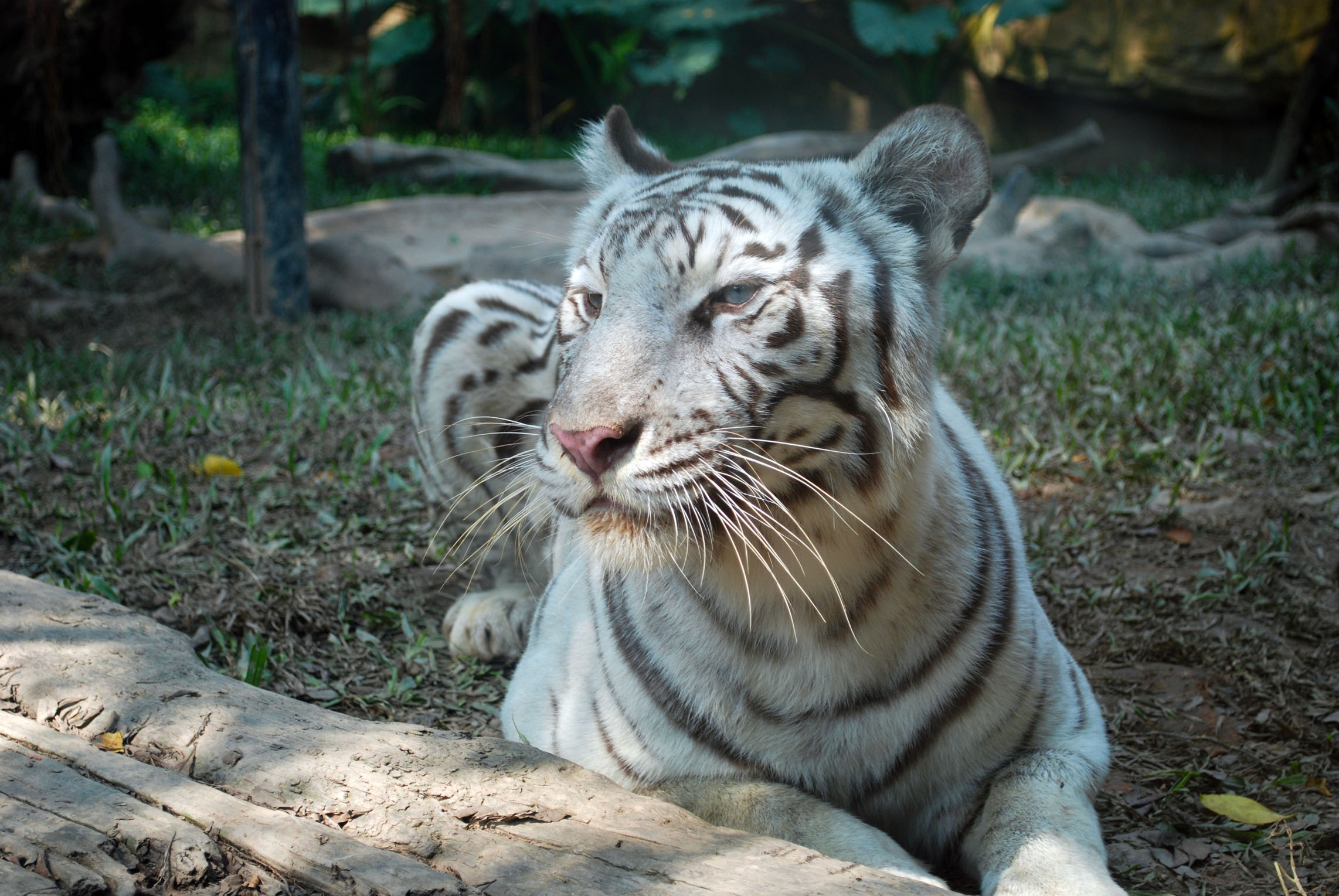 属虎的和什么属相的人最合适属虎和属蛇的婚配好不好