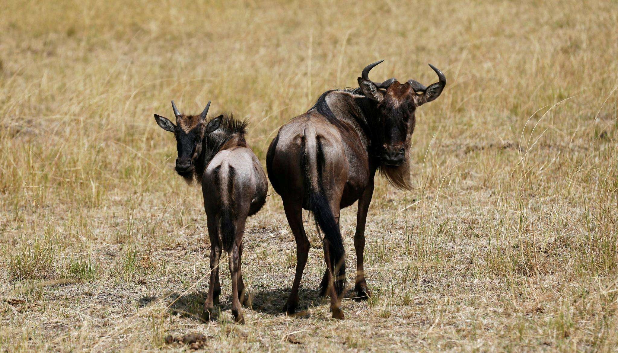 黑斑羚和瞪羚图片