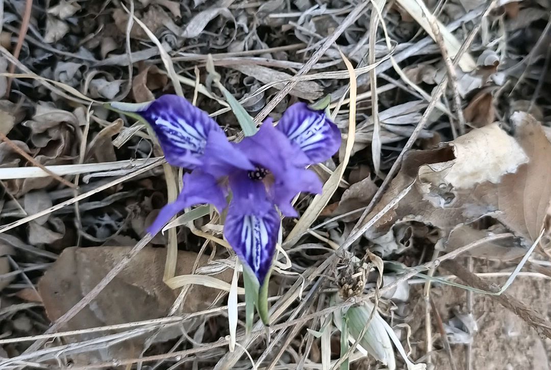 山沟沟里的野生兰花哦