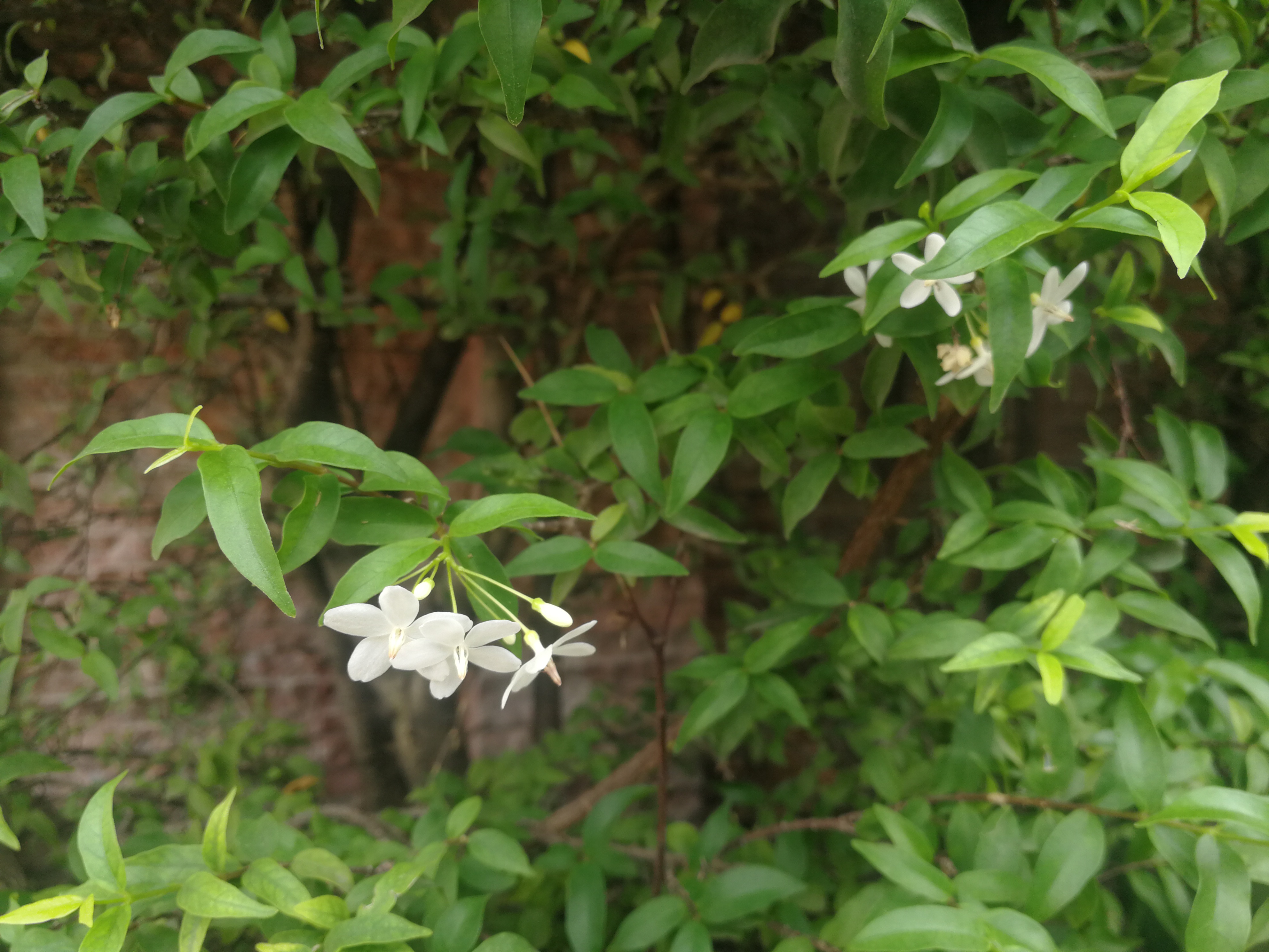 百度爱采购首页 商品专题_水植株高度50-200厘米,不加以修剪能枝条