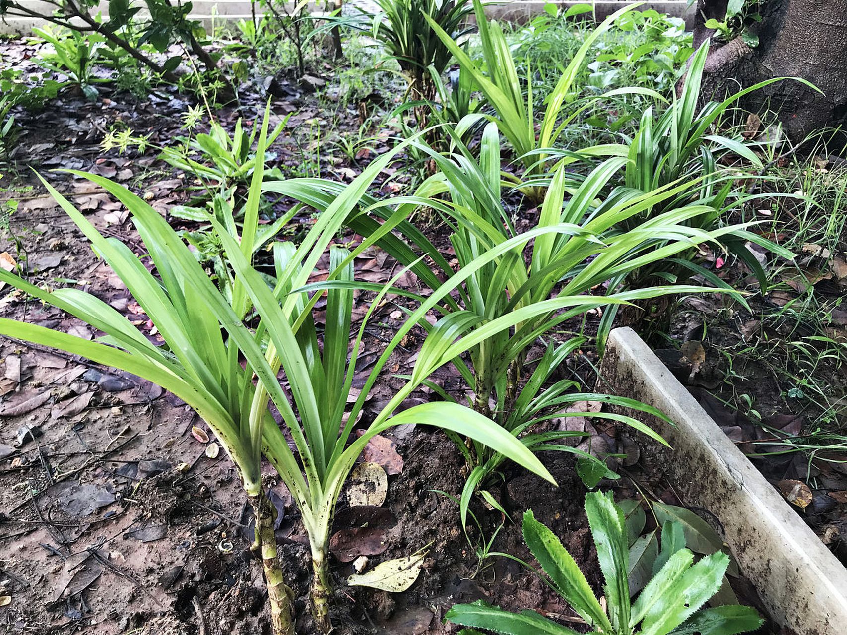 中药仙茅的功效与作用  仙茅属于补阳温肾之专药,属于补虚药分类下