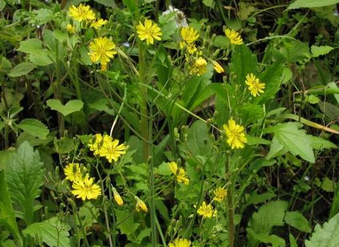 农村很普通的"黄花草",嫩茎叶是上好野菜,其实还对牙痛有良效