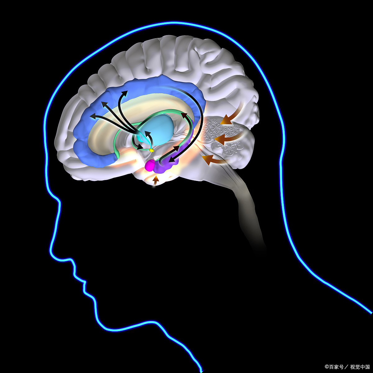 激励你行动的,可能不是理想,而是大脑中的杏仁核