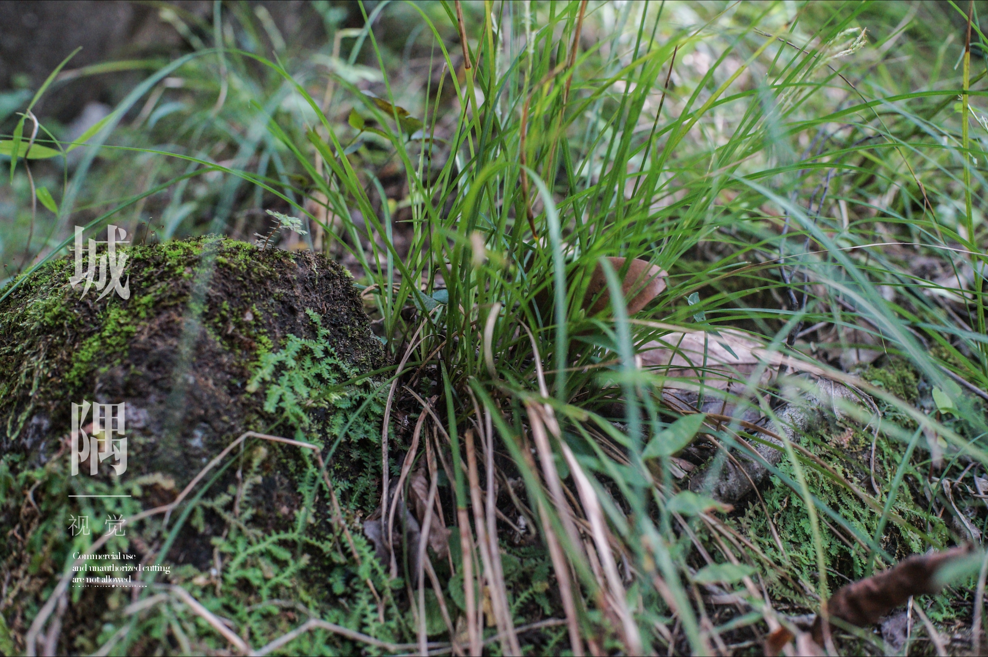小薹草是莎草科多年生草本,叶子很细,是常见野草或绿化草.