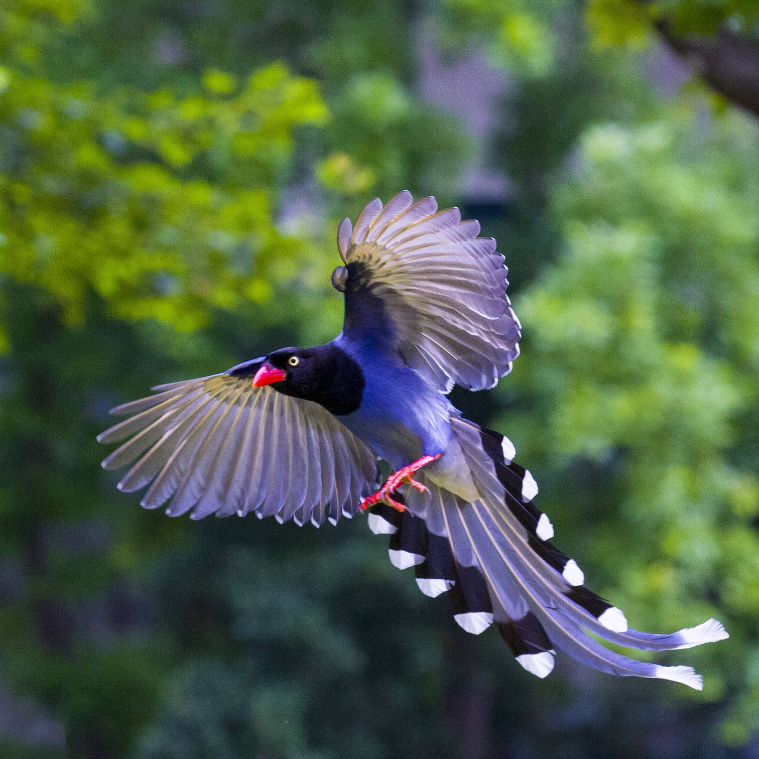 对比鲜明的黑色,白色和天蓝色羽毛以及红色的鸟曝和腿