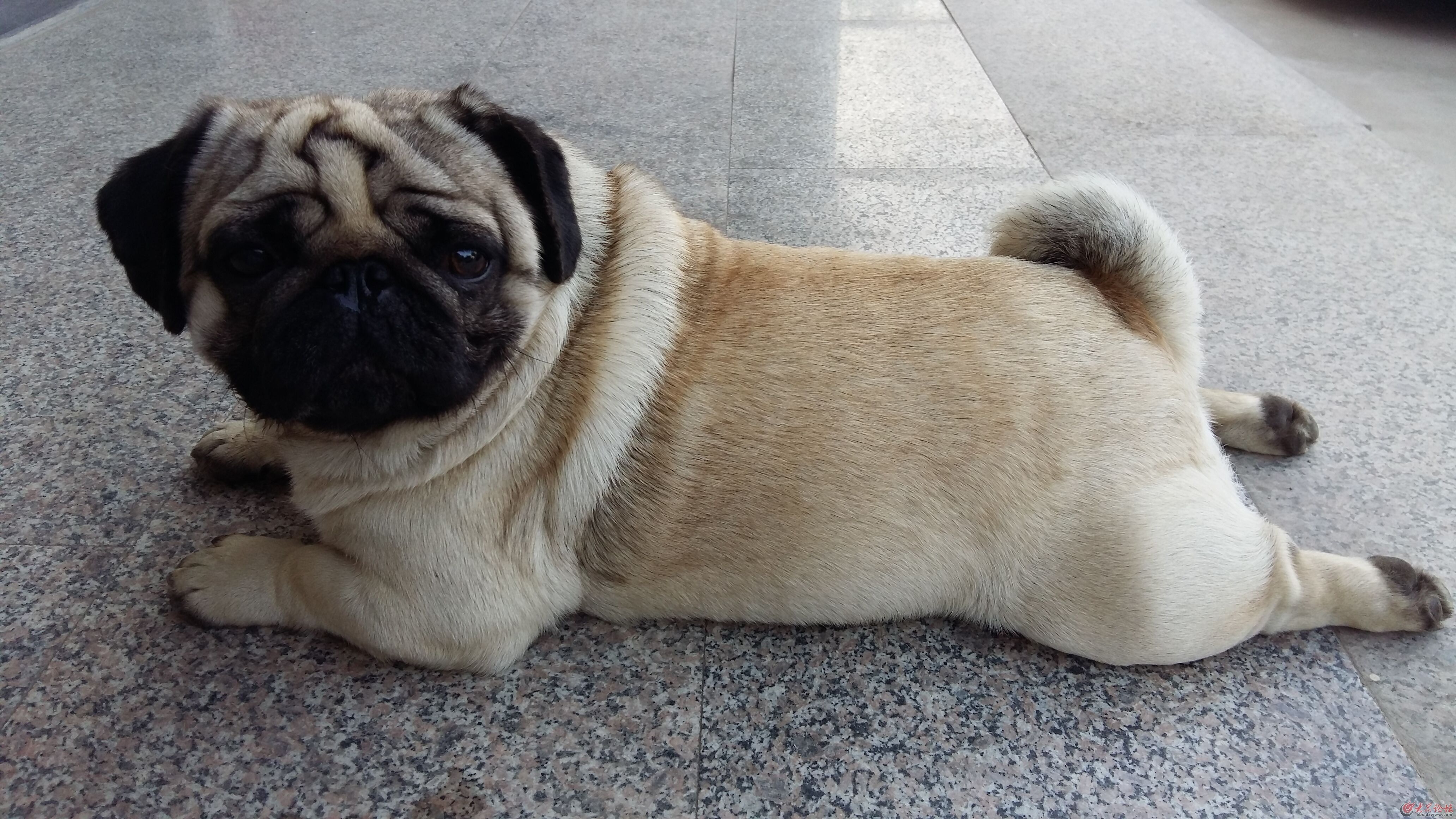 十大性格好的不掉毛的狗狗!你最喜欢哪只?