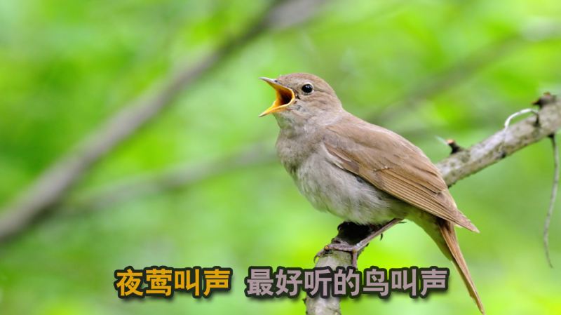 鸟叫声:夜莺叫声!10大最好听的鸟叫声位居榜首,大自然,环球自然,好看视频