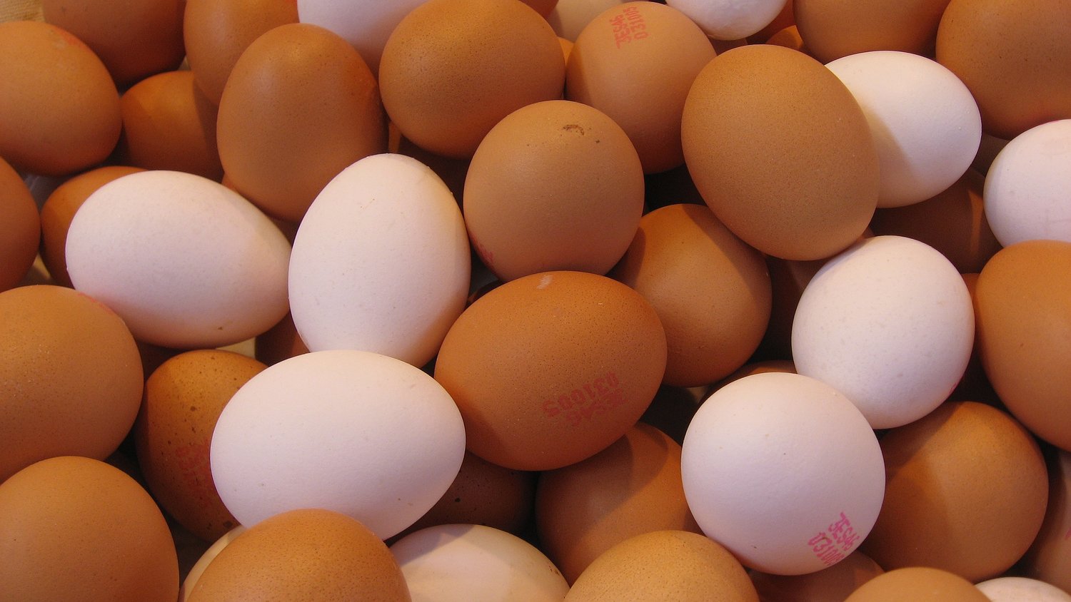 吃了30多年鸡蛋,才知道红皮蛋和白皮蛋的区别,涨知识了
