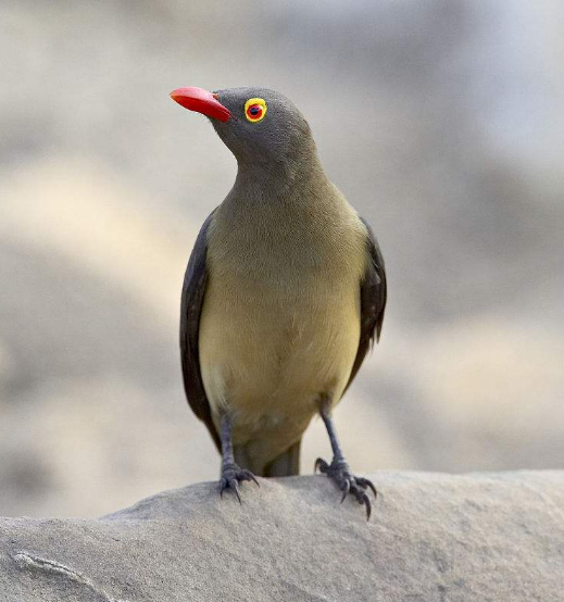 红嘴牛椋鸟,是体型略大的椋鸟,体长25厘米左右