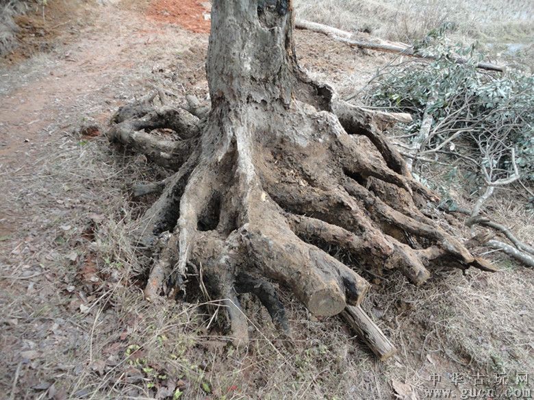 农村这种树根用来当柴烧,殊不知它价值珍贵,有人靠它发财15一斤