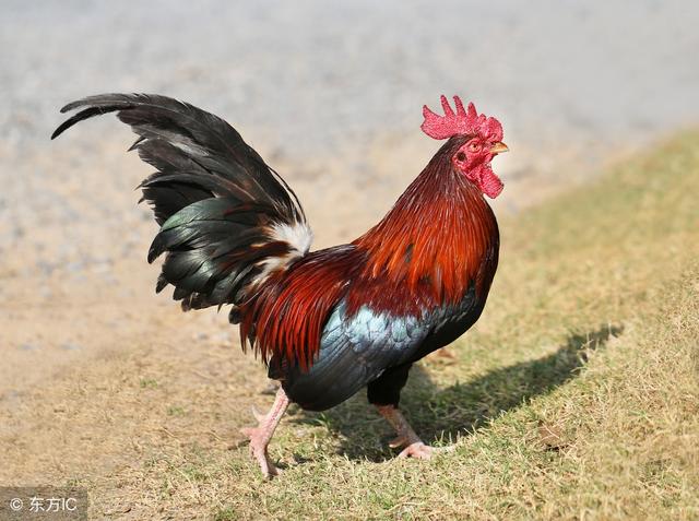 大金鸡:6月到必有福,喜从天降,运势如鸿,飞上枝头做凤凰!